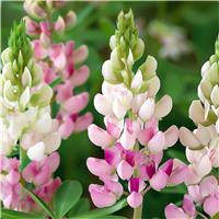 Lupin Pink Fairy