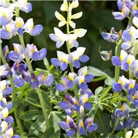 Lupin Javelin Blue