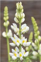 Lupin Javelin White