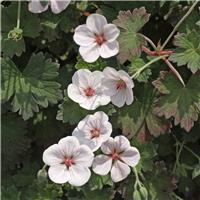 Geranium x citriodorus 'Coombland White'