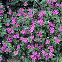 Geranium riversleaianum 'Russell Prichard'