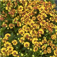 Helenium 'Okra Sundae'