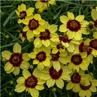 Coreopsis verticillata Sizzle & Spice 'Sassy Saffron'