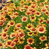 Coreopsis rosea 'Twinklebells Copper'