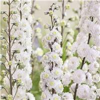 Delphinium 'Samba'