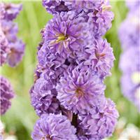 Delphinium 'Purple Surprise'