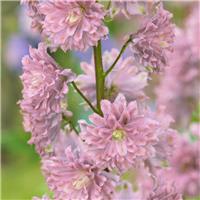 Delphinium 'Mystery Sensation'