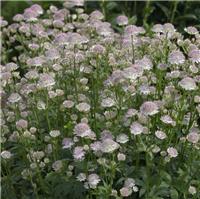 Astrantia major - Masterwort
