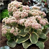 Sedum 'Diamond Edge'