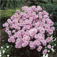 Aster novi-belgii 'Chatterbox' - Michaelmas Daisy