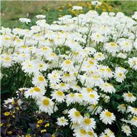 Leucanthemum superbum 'Wirral Supreme' - Shasta Daisy