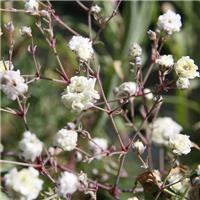 Gypsophila paniculata 'Snowflake' - Baby's Breath