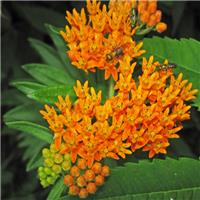 Asclepias Tuberosa - Butterfly Weed