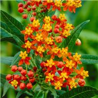 Asclepias curassavica 'Apollo Orange' - Tropical Milkweed
