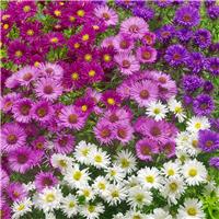 Aster novi-belgii 'New Hybrids'