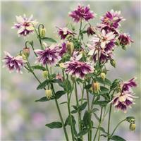 Aquilegia Purple Barlow - Granny's Bonnet, Columbine