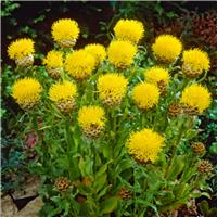 Centaurea macrocephala - Giant Knapweed