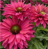 Echinacea Sun Seekers Sweet Fuchsia - Cone Flower - In Bud & Bloom