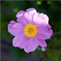 Anemone hupehensis 'Princess Pink' - Windflower