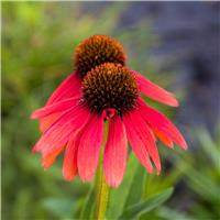 Echinacea purpurea 'Sensation Coral' - Cone Flower