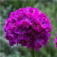 Armeria Dreameria Vivid Dreams - In Bud & Bloom