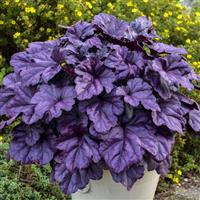 Heuchera Wild Berry