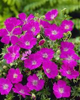 Geranium sanguineum Max Frei - Hardy Geranium