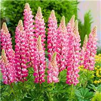 Lupin The Chatelaine