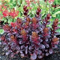 Sedum Touchdown Teak