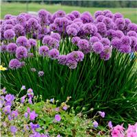 Large Allium senescens Millenium - Amazing Summer Flowering Allium