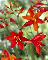 Crocosmia x crocosmiiflora 'Babylon' - Giant Montbretia