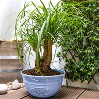 Blue Olive Bowl Planter (30cm)