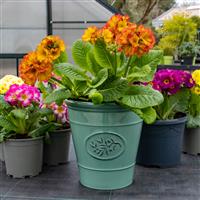 Green Olive Planter - Medium (23cm)
