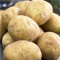 Duke of York - 1st Early Seed Potatoes - Pack of 10