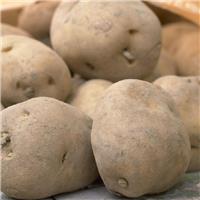 Foremost - 1st Early Seed Potatoes - Pack of 10