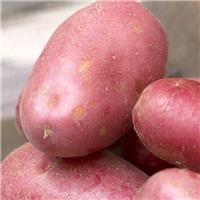 Red Duke of York - 1st Early Seed Potatoes - Pack of 10