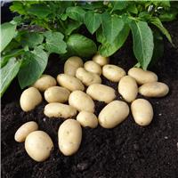 Jazzy - Salad Seed Potatoes - Pack of Ten
