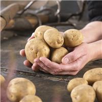 Maris Peer - 2nd Early Seed Potatoes - Pack of TEN