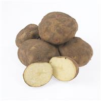 Cara - Main Crop Seed Potatoes - Pack of 10