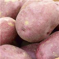 Kerrs Pink - Main Crop Seed Potatoes - Pack of 10