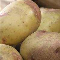 King Edward - Main Crop Seed Potatoes - Pack of 10
