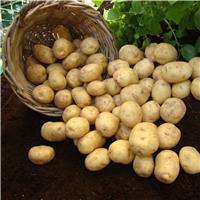 Marfona - 2nd Early Seed Potatoes - Pack of 10