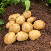 Acoustic - Second Early Seed Potatoes - Pack of 10