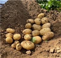 Marvel - Main Crop Seed Potatoes - Pack of 10