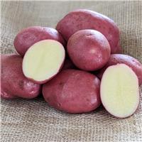 Java - Main Crop Seed Potatoes - Pack of 10