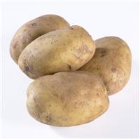 Pentland Javelin - First Early Seed Potatoes - Pack of 10
