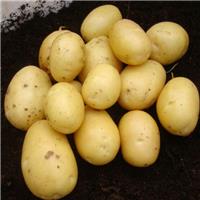 Vivaldi - Second Early Seed Potatoes - Pack of 10