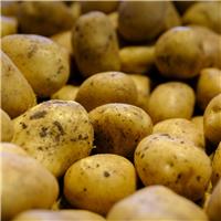 Francis - First Early Seed Potatoes - Pack of 10