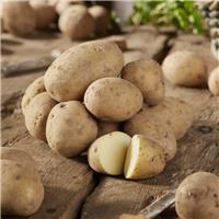 Maris Bard - First Early Seed Potatoes - Pack of 10