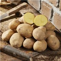 Premiere - First Early Seed Potatoes - Pack of 10